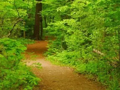 trail wending through woods