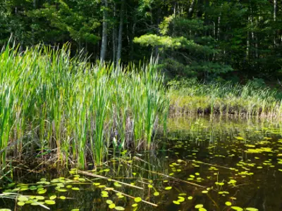 Amherstview Constructed Wetlands